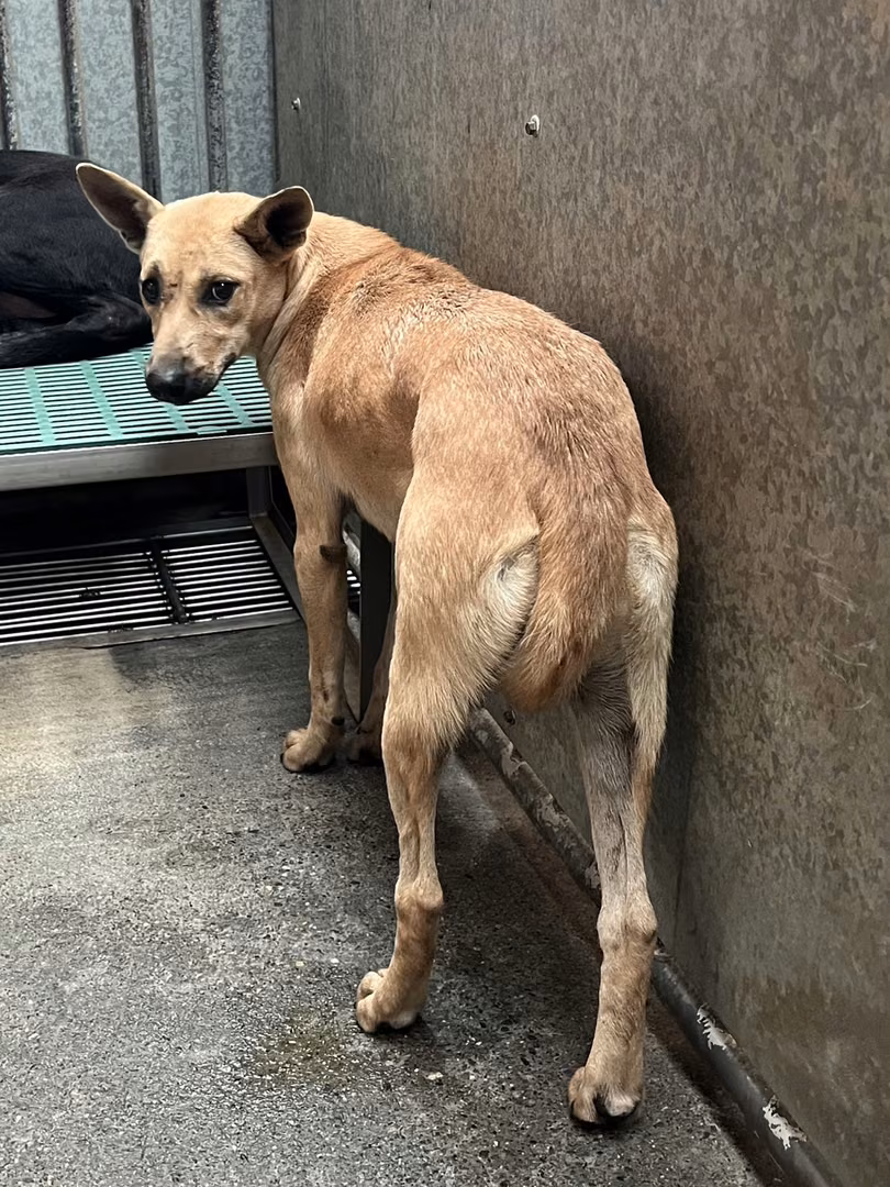 The dog, from the shelter's listing
