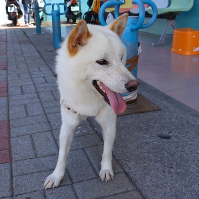 The dog, from the shelter's listing