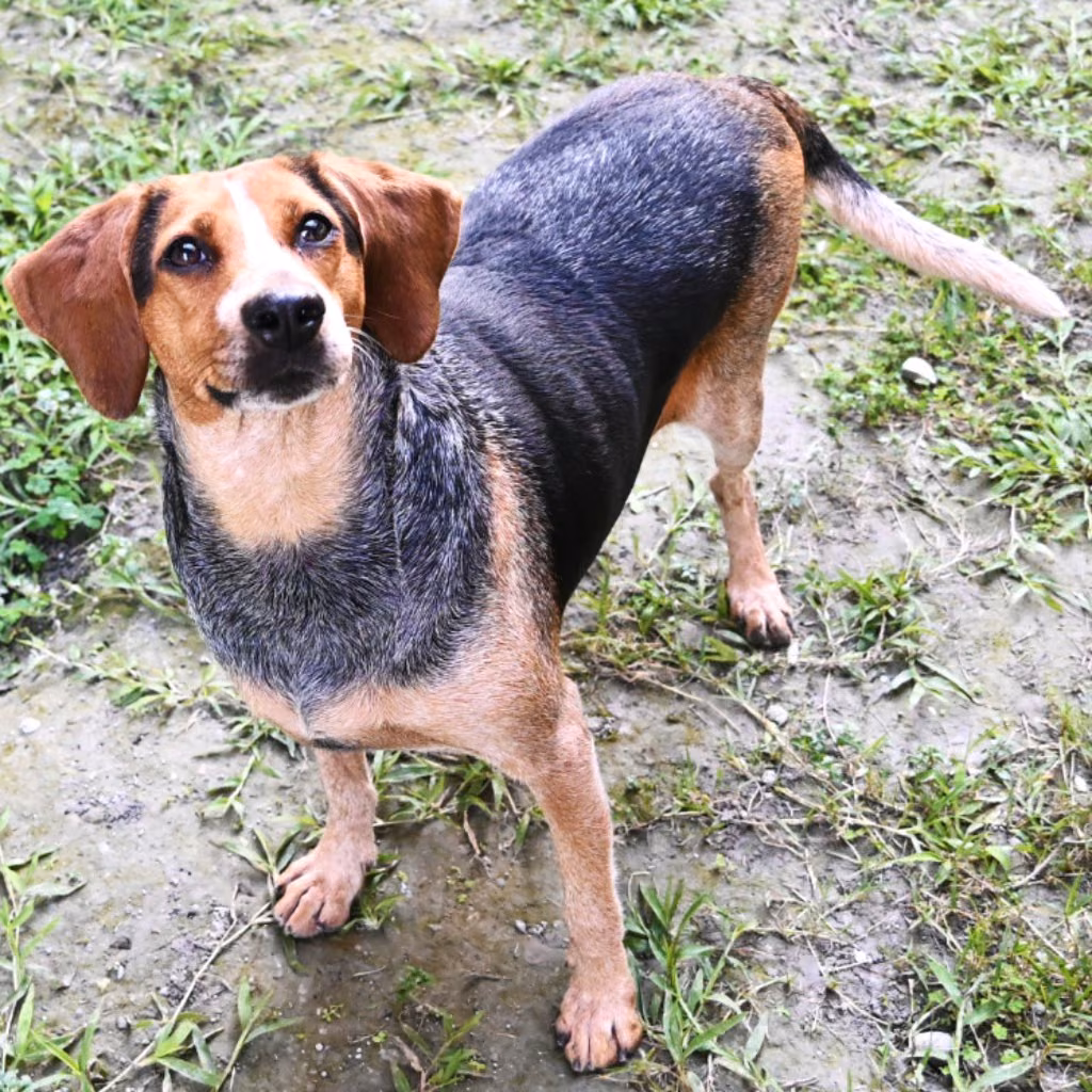 The dog, from the shelter's listing
