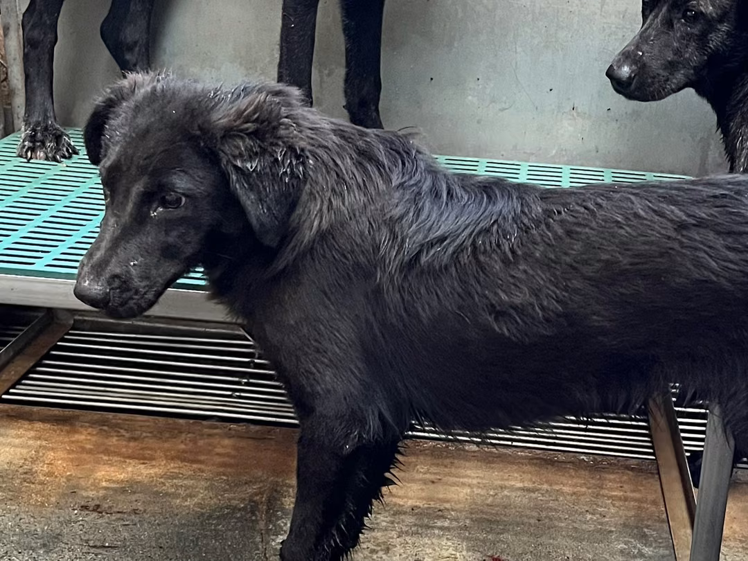 The dog, from the shelter's listing