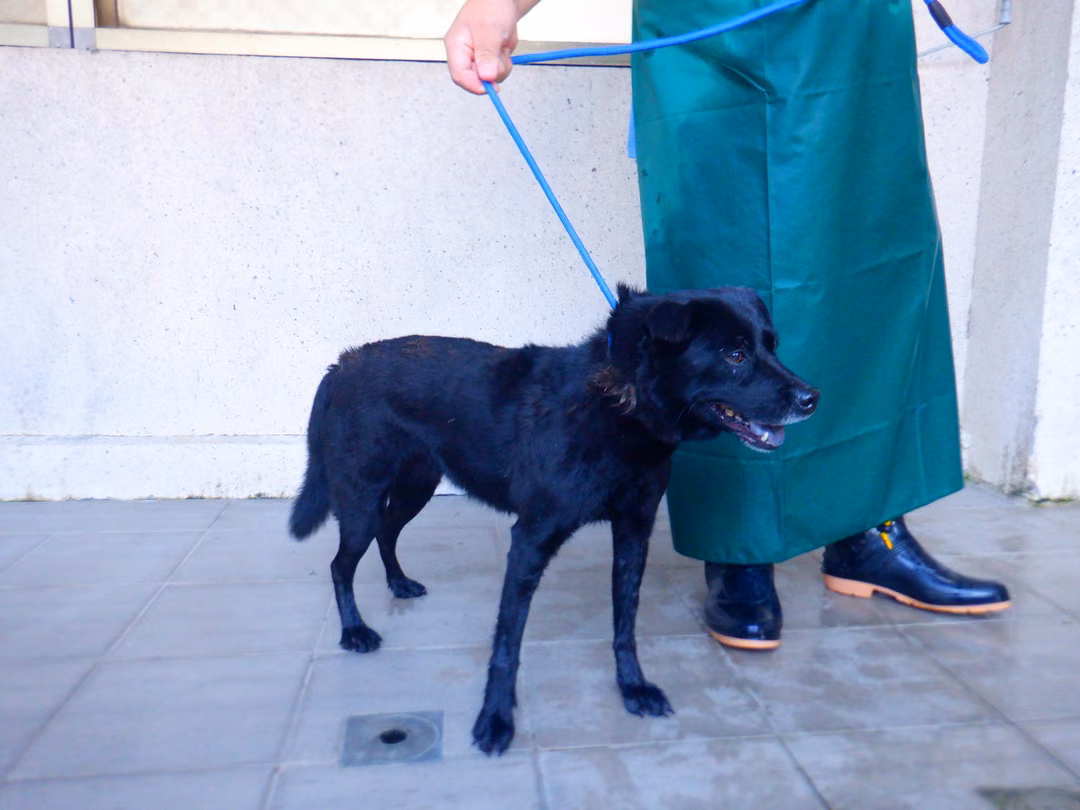The dog, from the shelter's listing