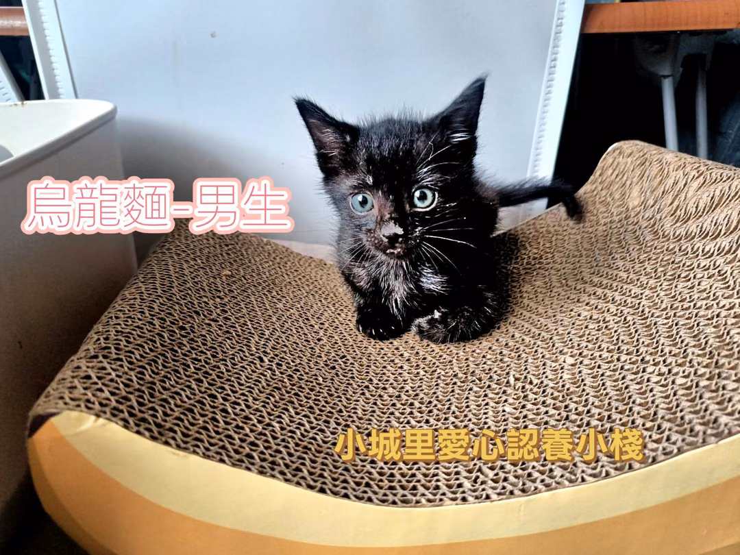 The cat, from the shelter's listing
