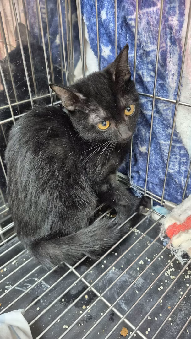 The cat, from the shelter's listing