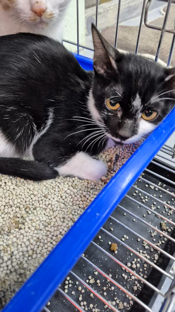 The cat, from the shelter's listing