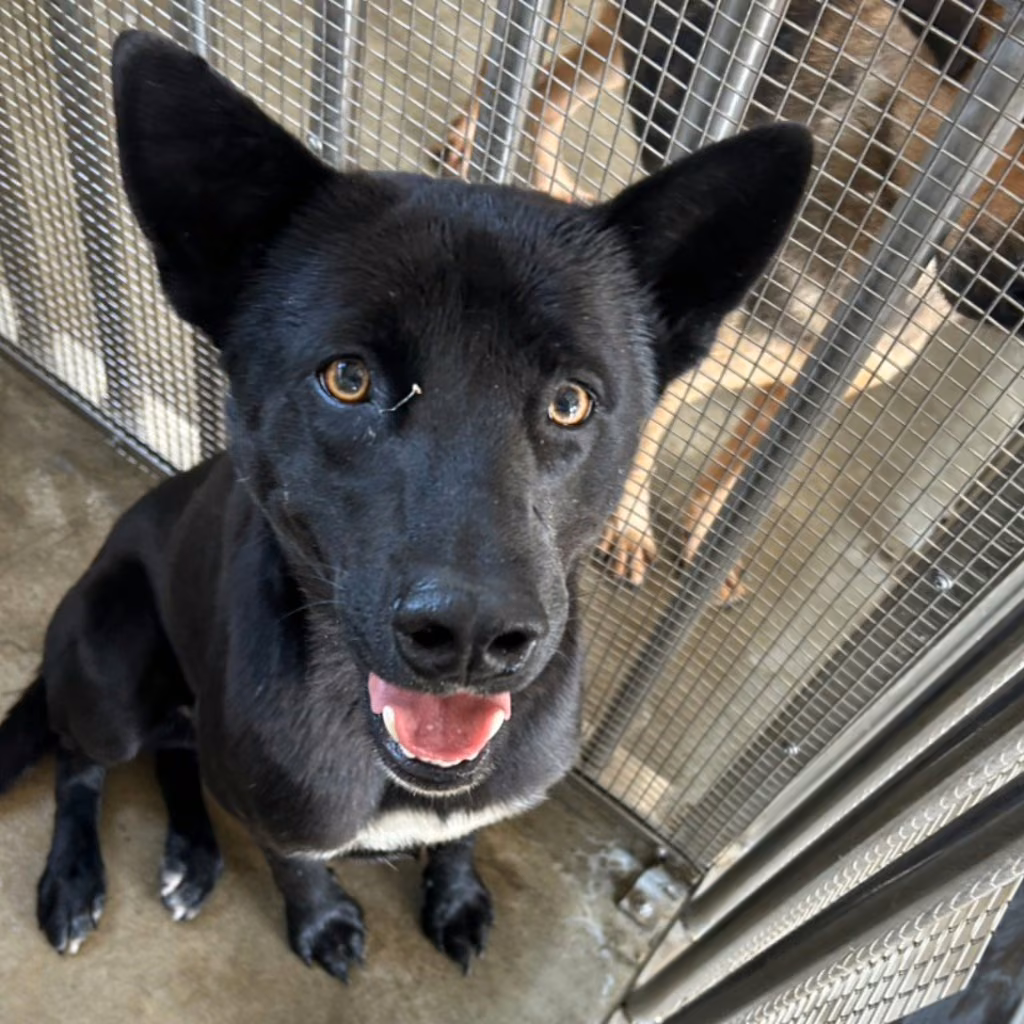 The dog, from the shelter's listing