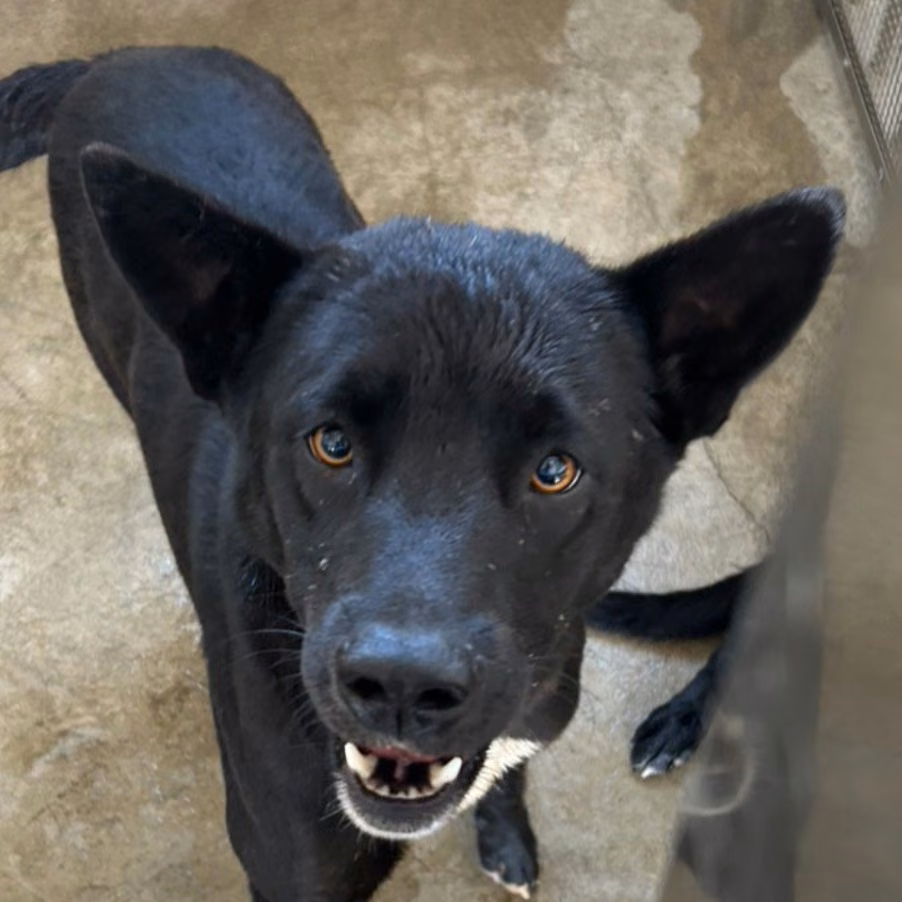 The dog, from the shelter's listing