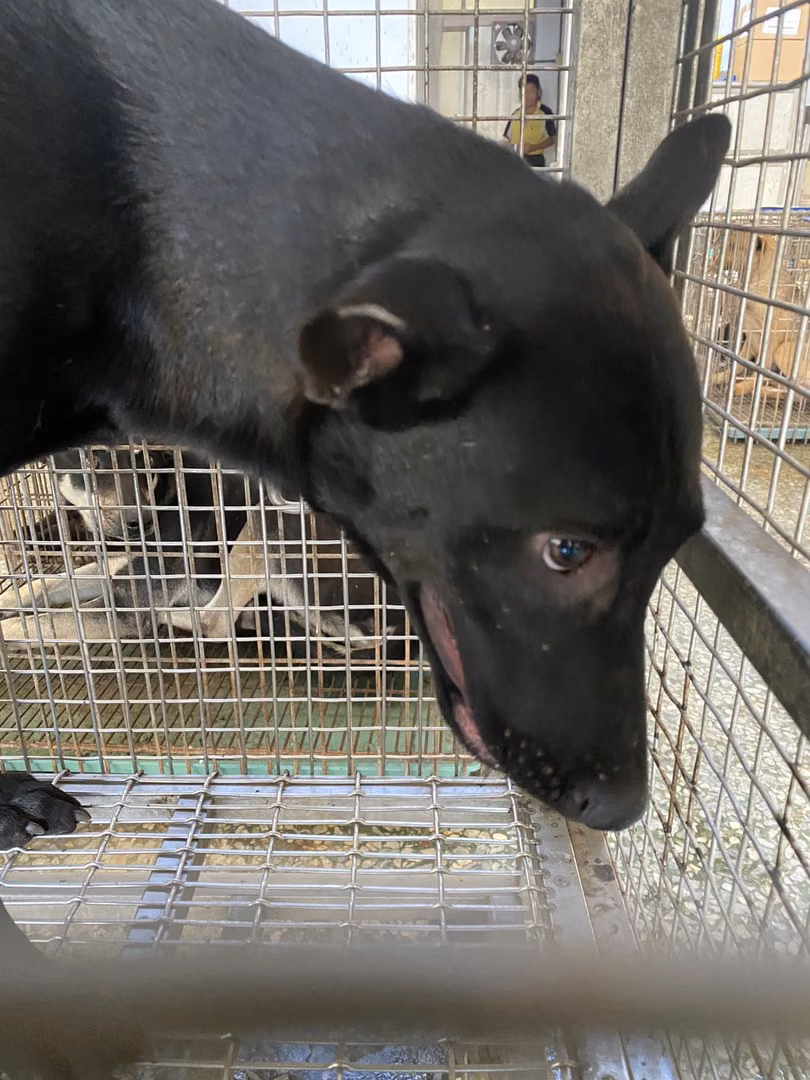 The dog, from the shelter's listing