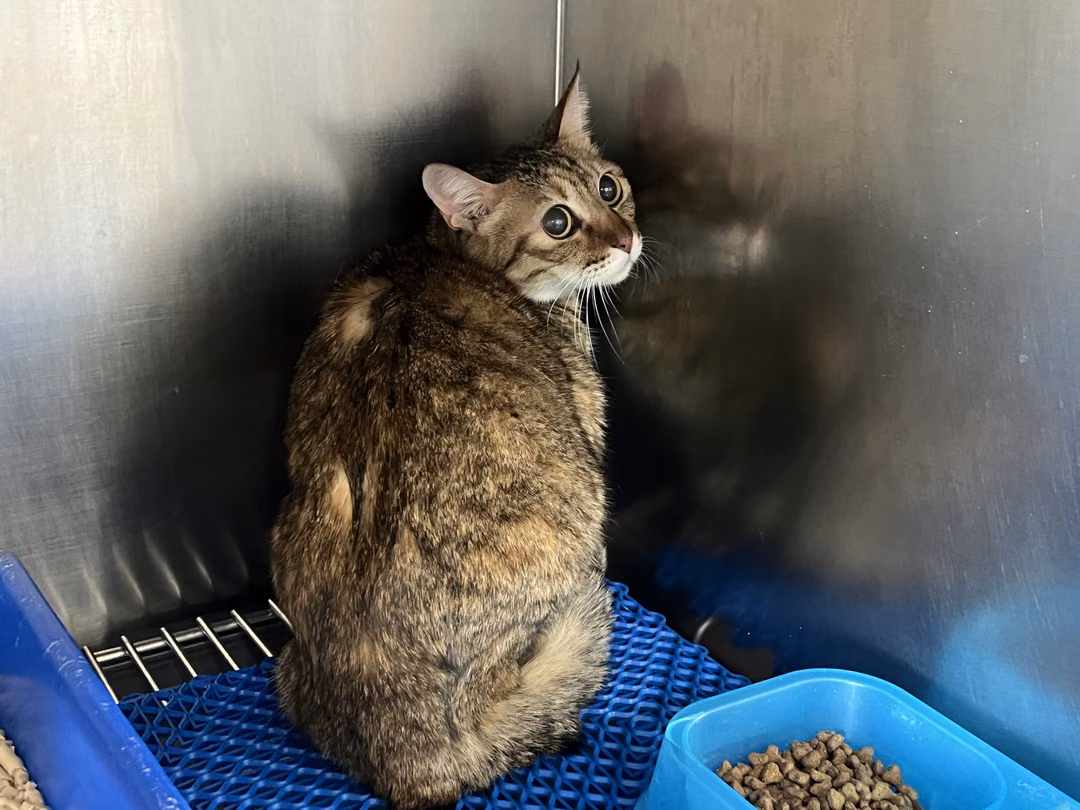 The cat, from the shelter's listing