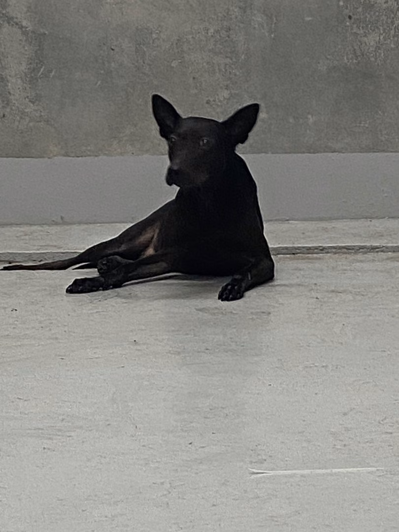 The dog, from the shelter's listing