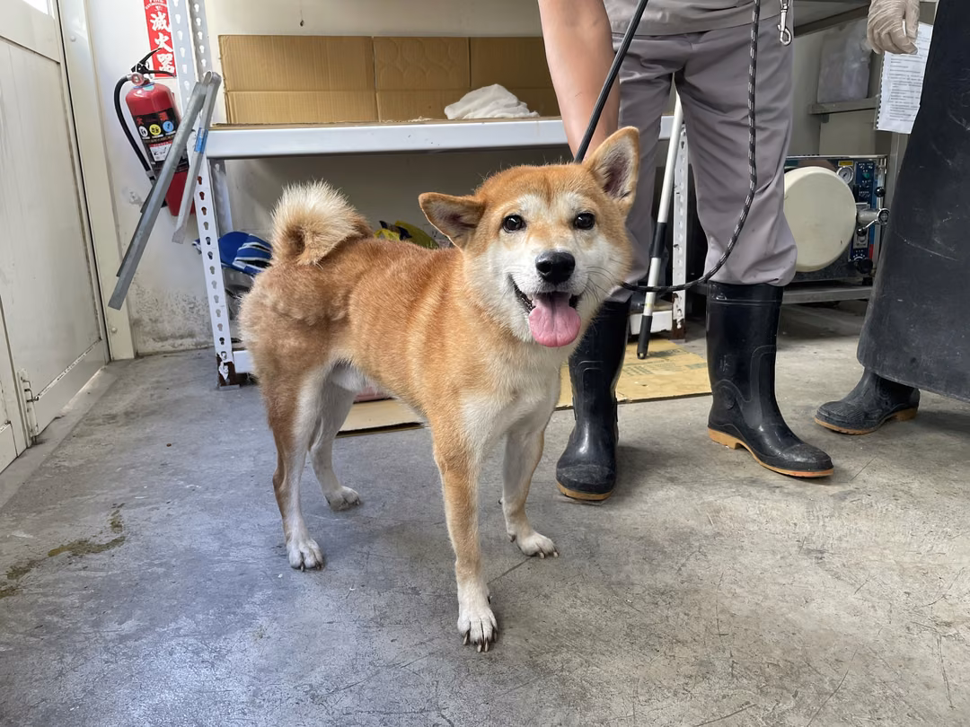 The dog, from the shelter's listing