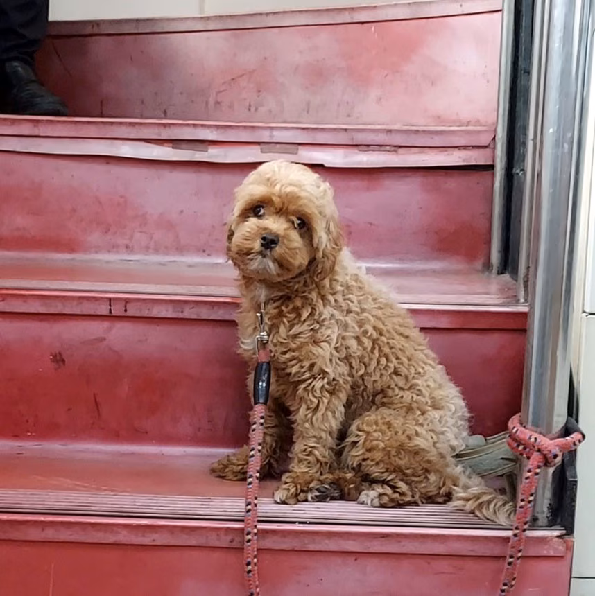 The dog, from the shelter's listing