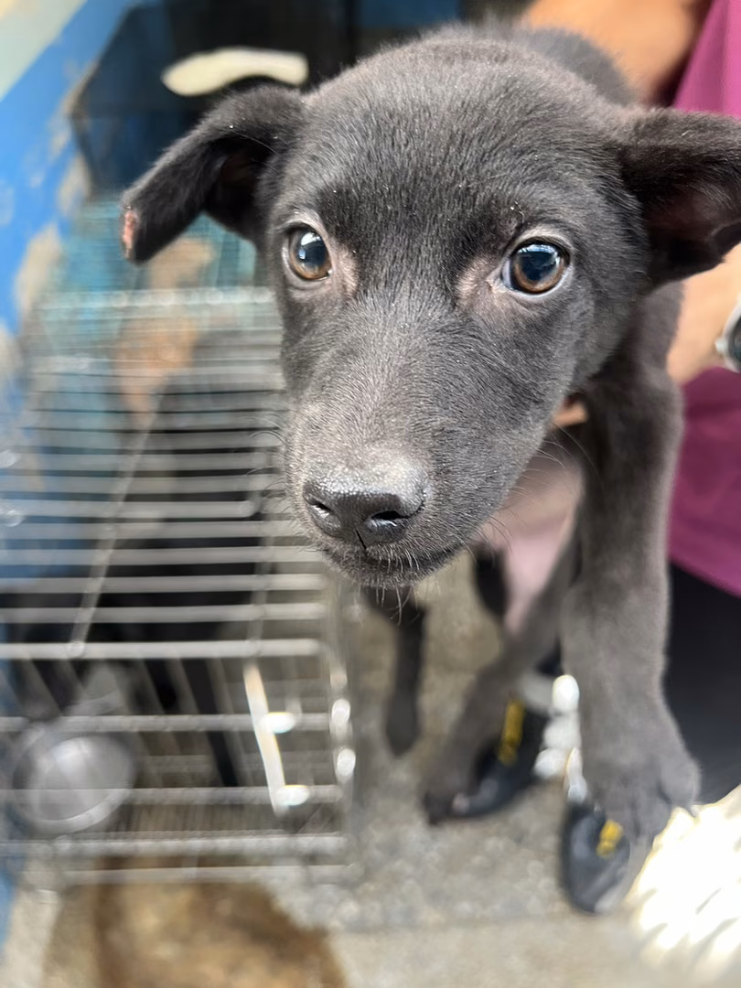 The dog, from the shelter's listing