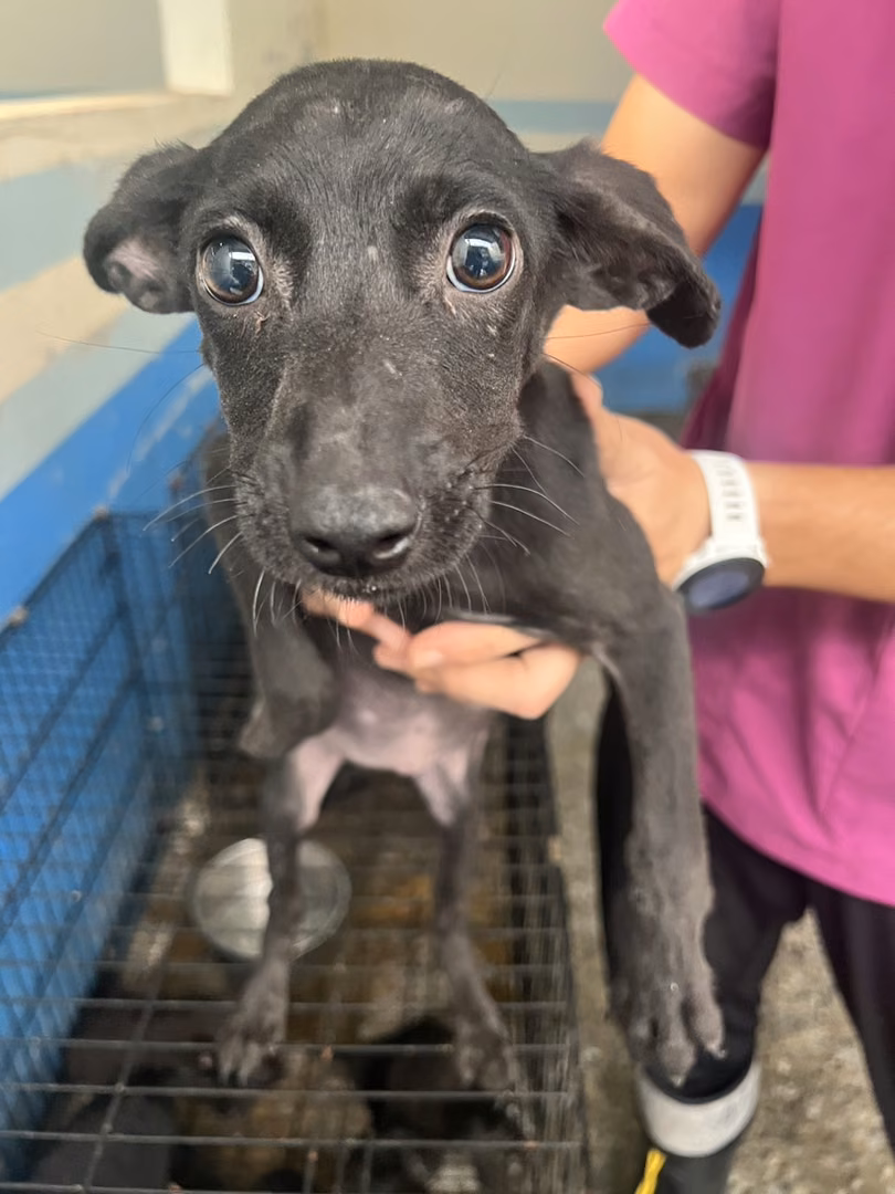 The dog, from the shelter's listing
