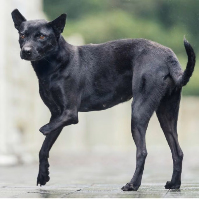 The dog, from the shelter's listing
