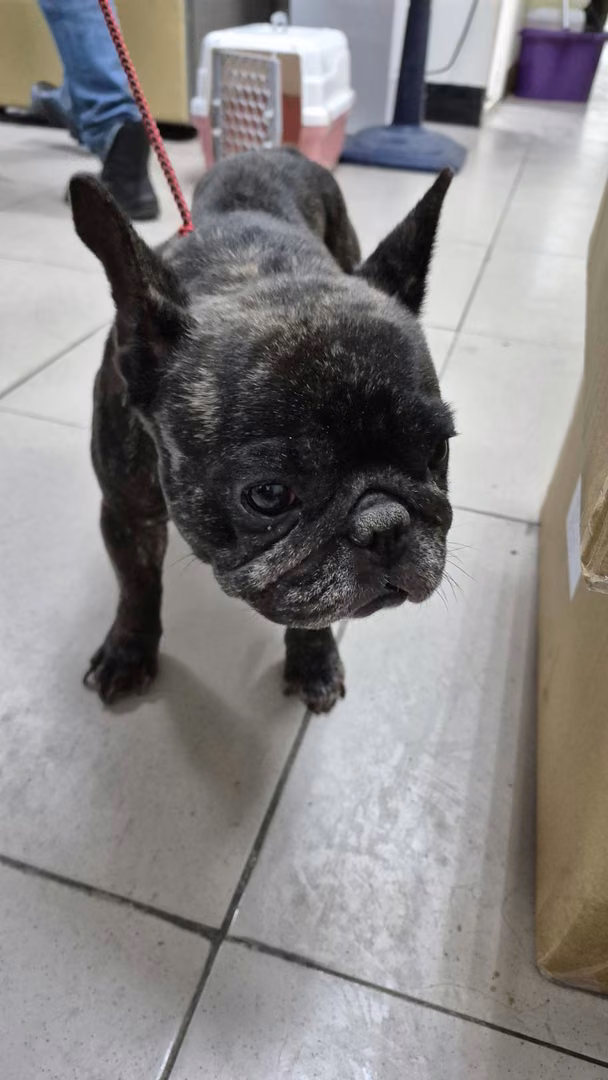The dog, from the shelter's listing