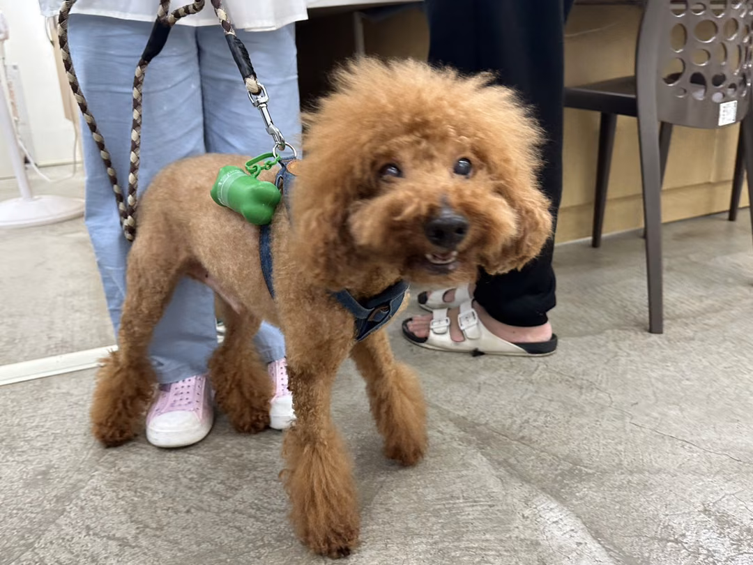 The dog, from the shelter's listing