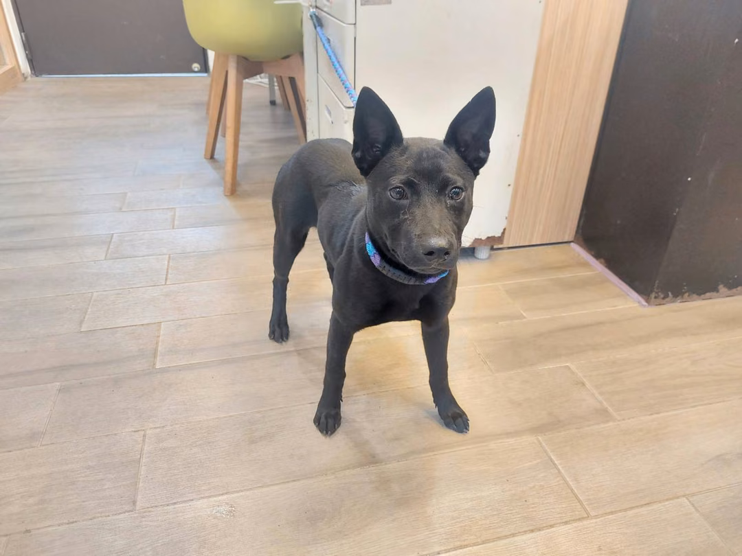 The dog, from the shelter's listing