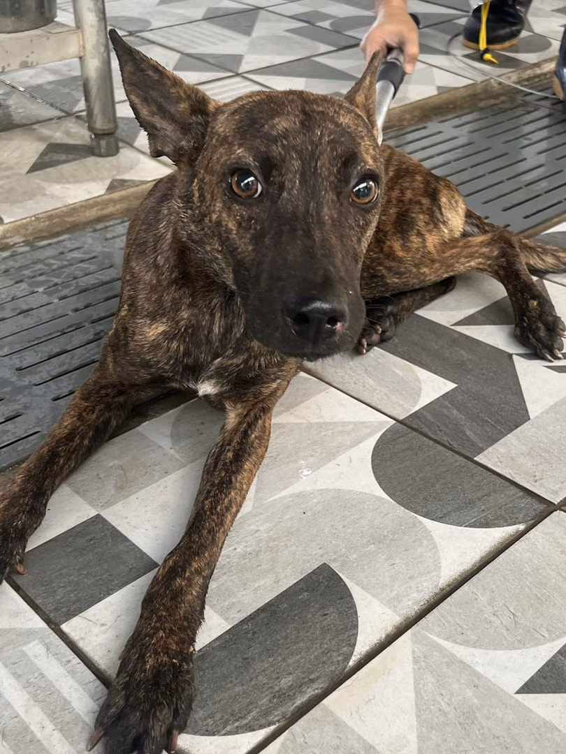 The dog, from the shelter's listing