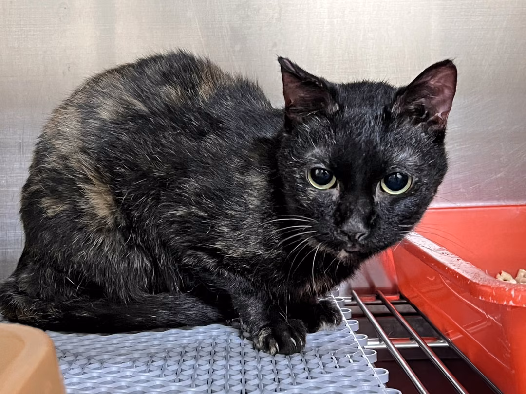 The cat, from the shelter's listing