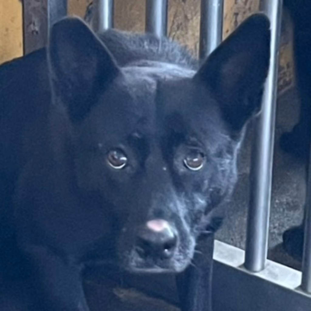 The dog, from the shelter's listing