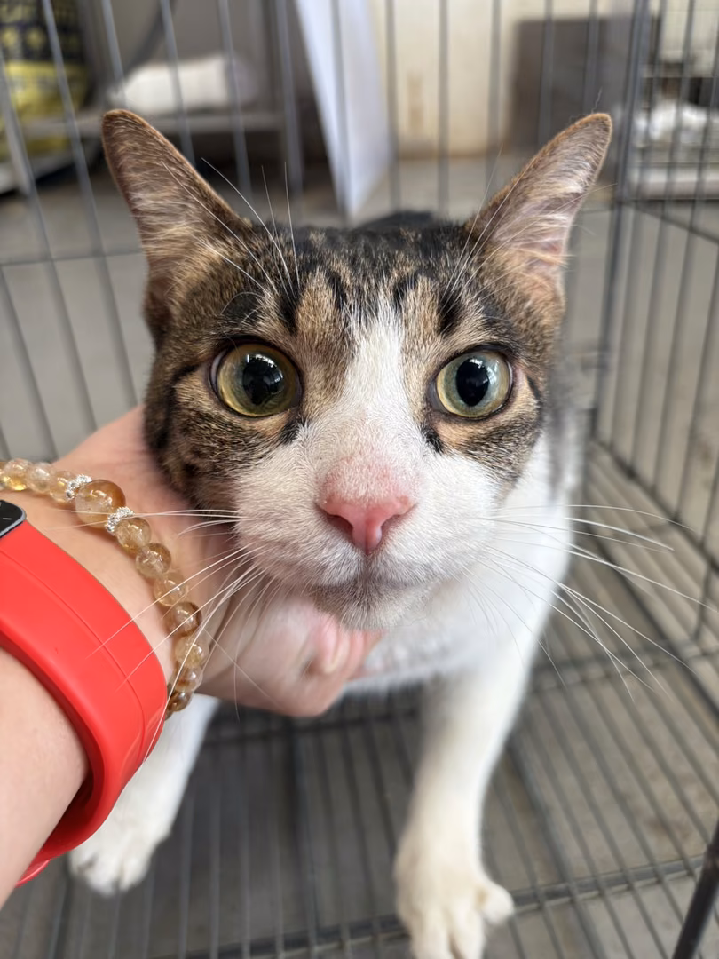 The cat, from the shelter's listing
