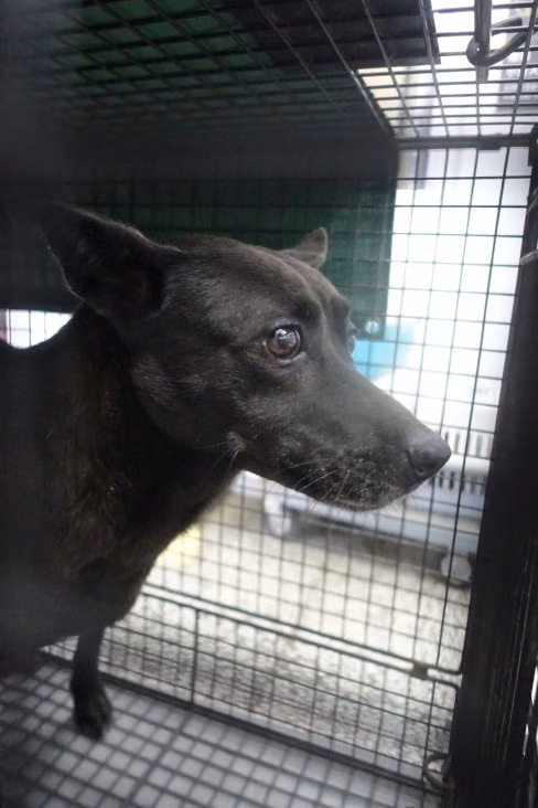 The dog, from the shelter's listing