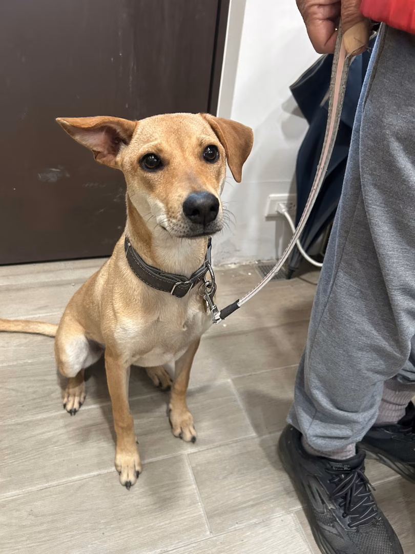 The dog, from the shelter's listing