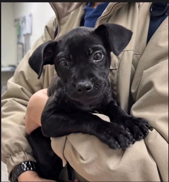 The dog, from the shelter's listing