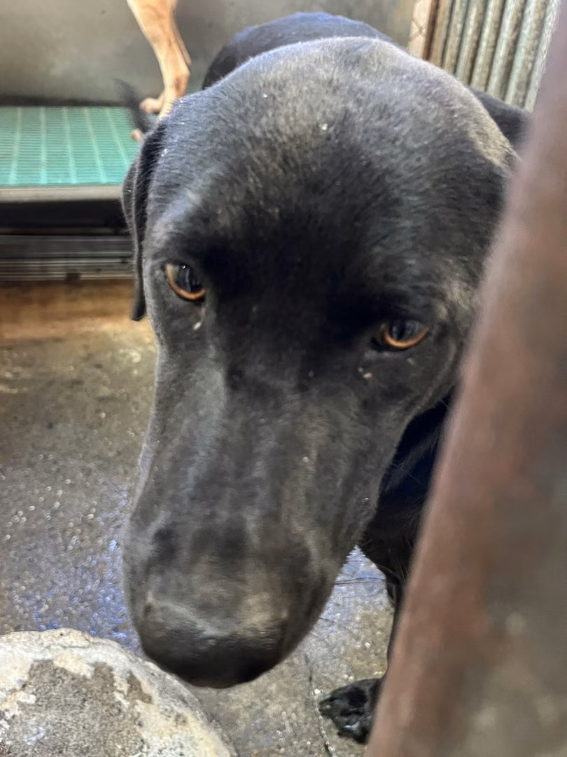 The dog, from the shelter's listing