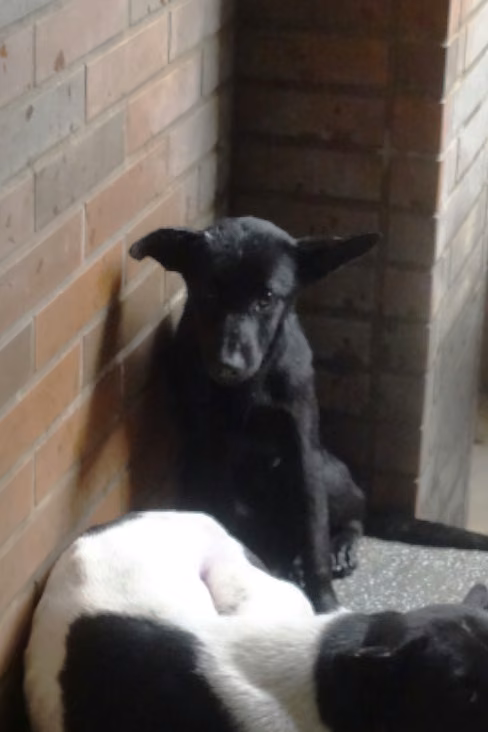 The dog, from the shelter's listing