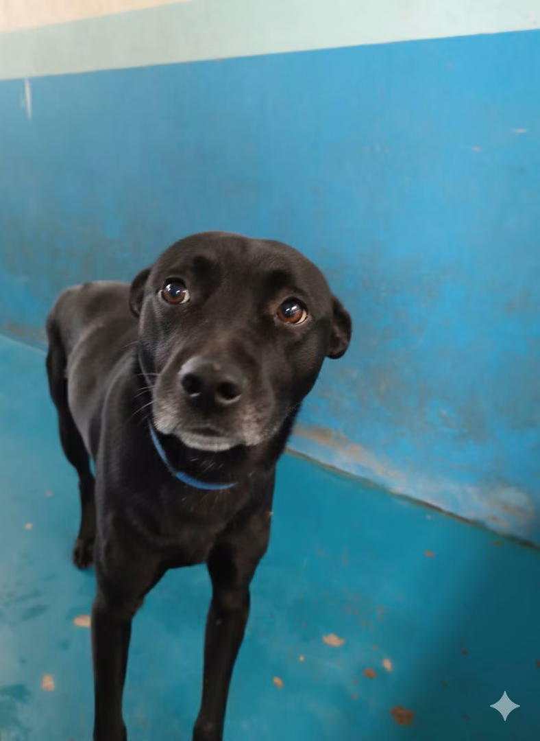 The dog, from the shelter's listing