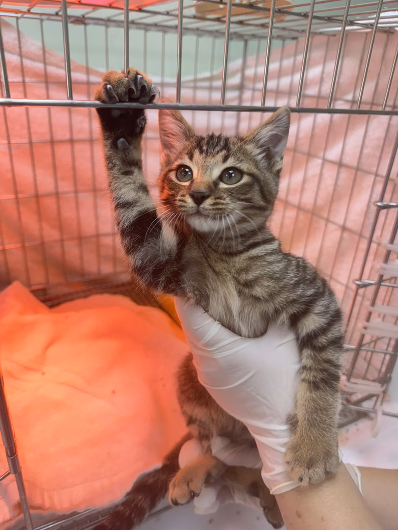 The cat, from the shelter's listing