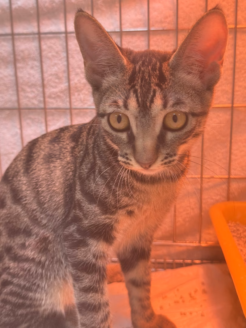 The cat, from the shelter's listing