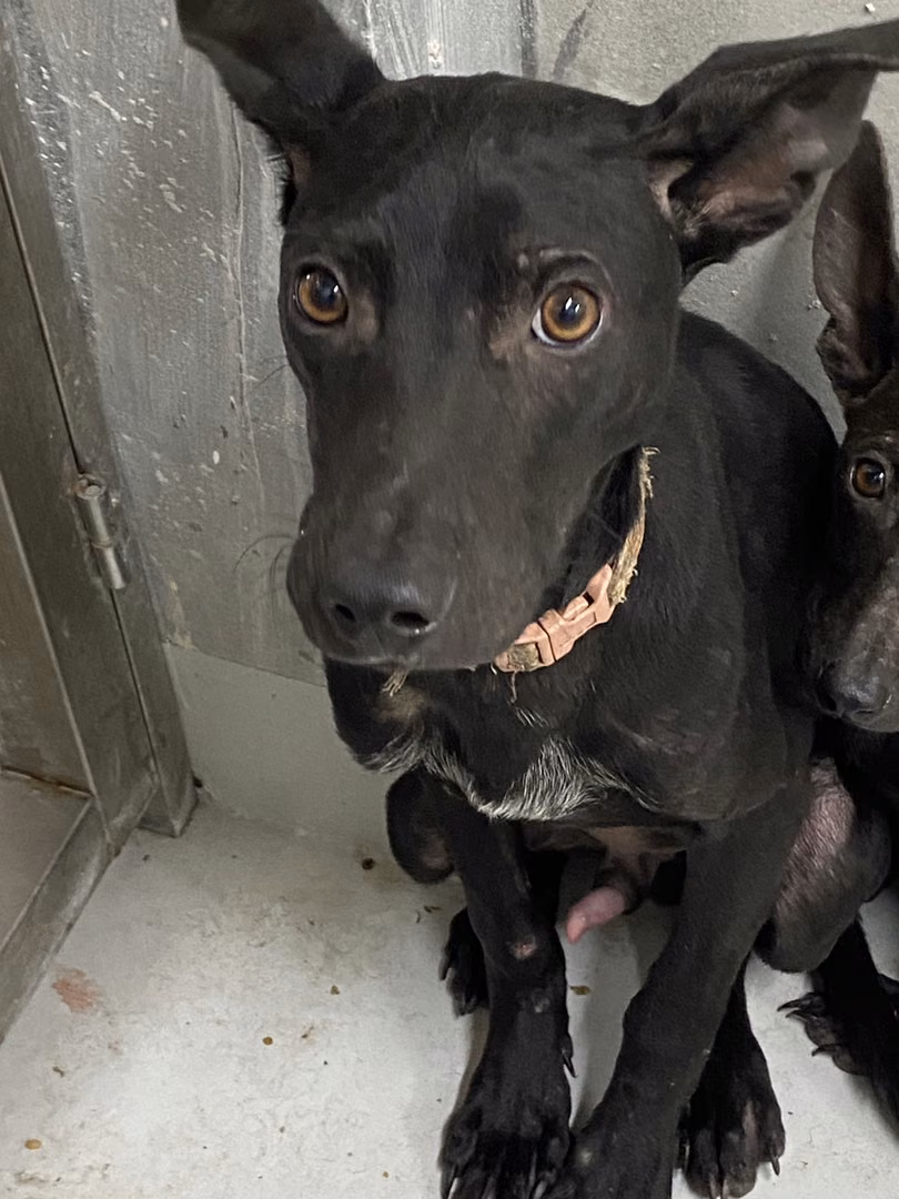 The dog, from the shelter's listing