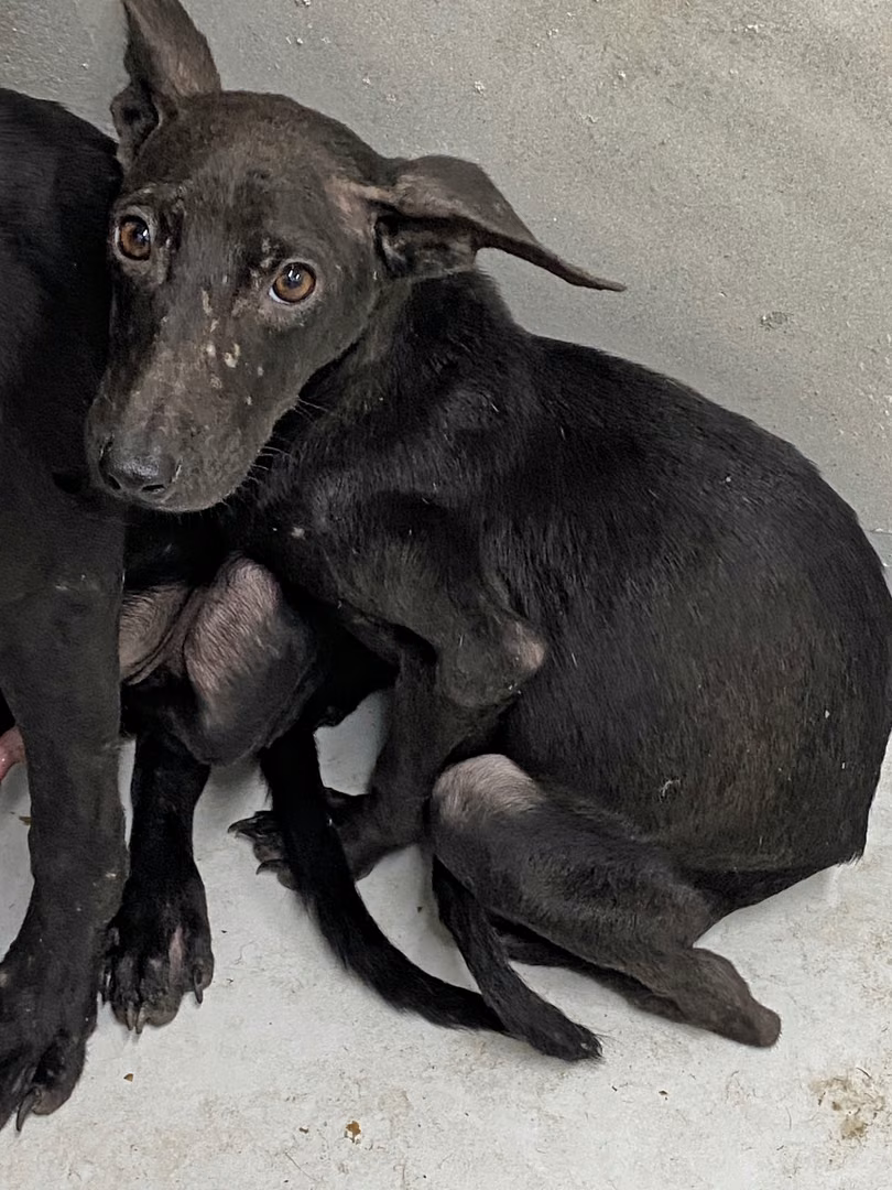 The dog, from the shelter's listing