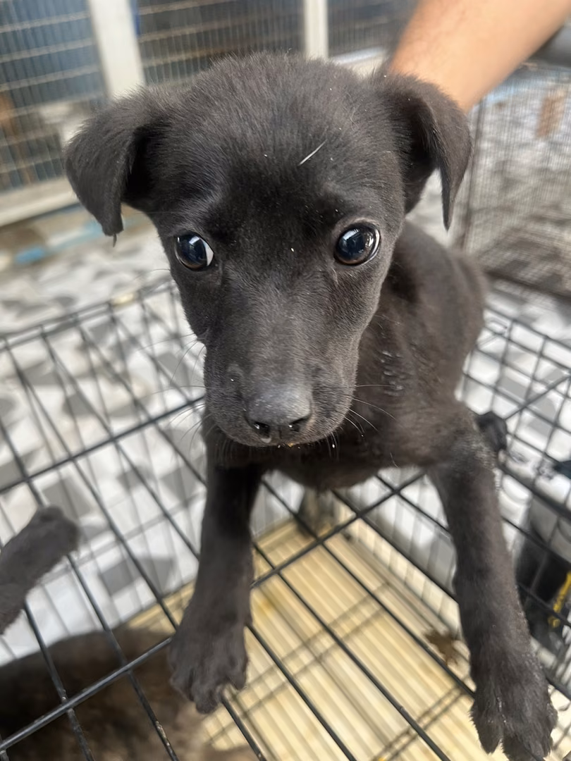 The dog, from the shelter's listing