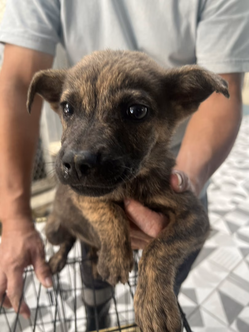 The dog, from the shelter's listing