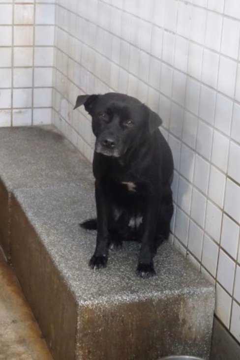 The dog, from the shelter's listing