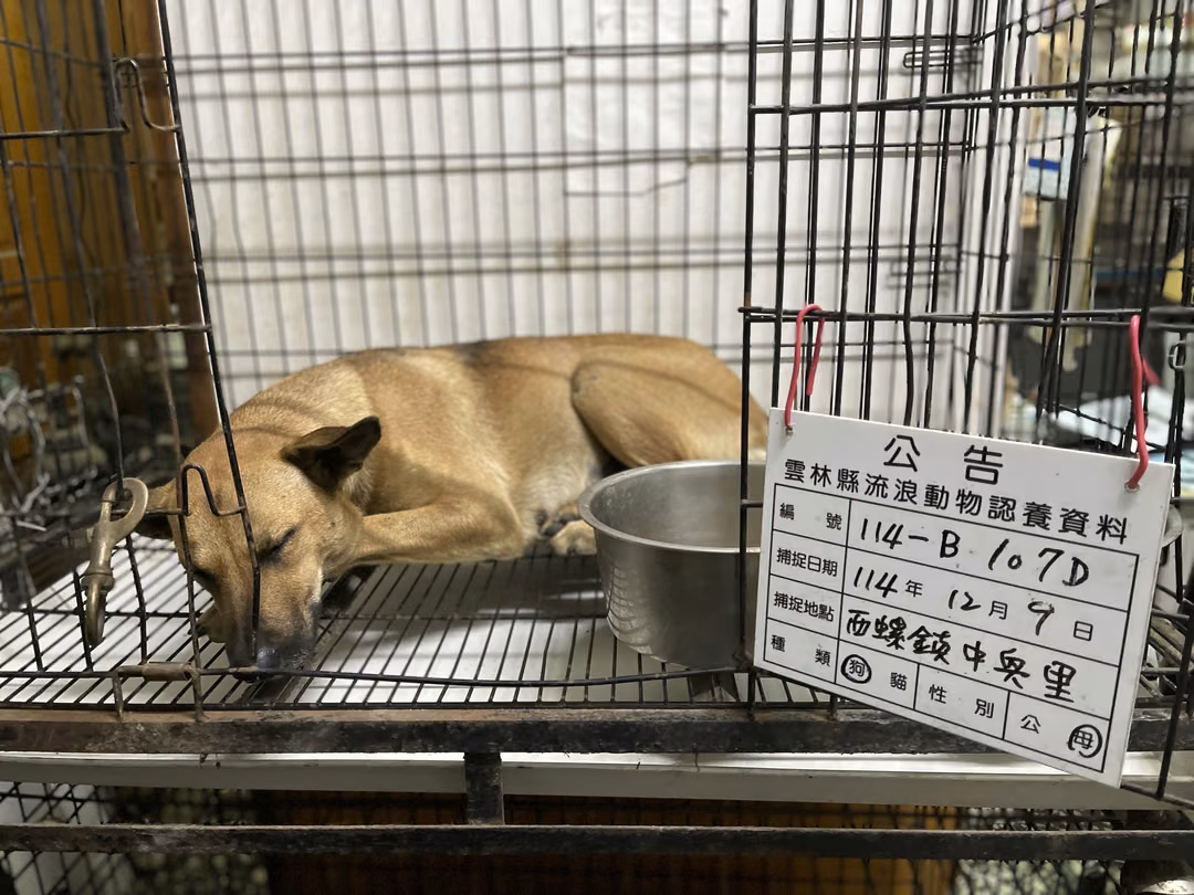 The dog, from the shelter's listing