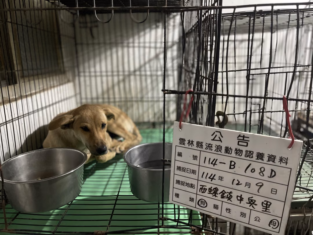 The dog, from the shelter's listing