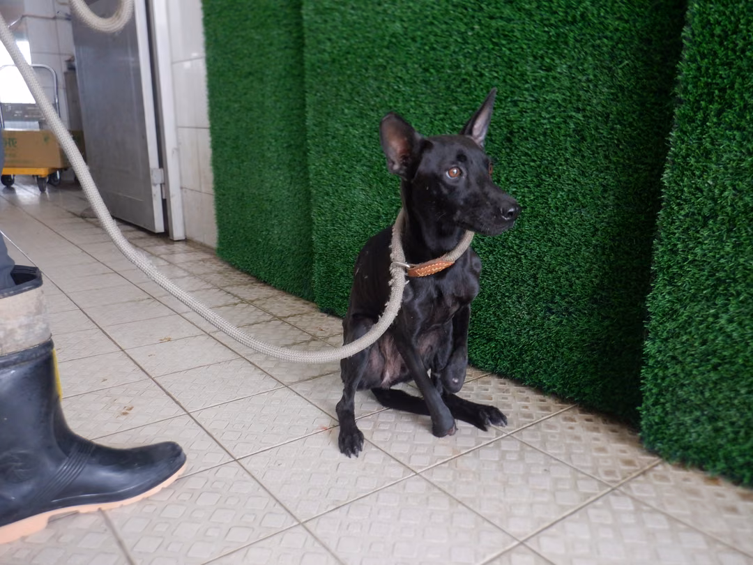 The dog, from the shelter's listing