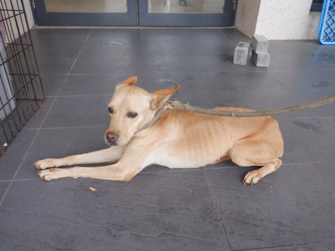 The dog, from the shelter's listing