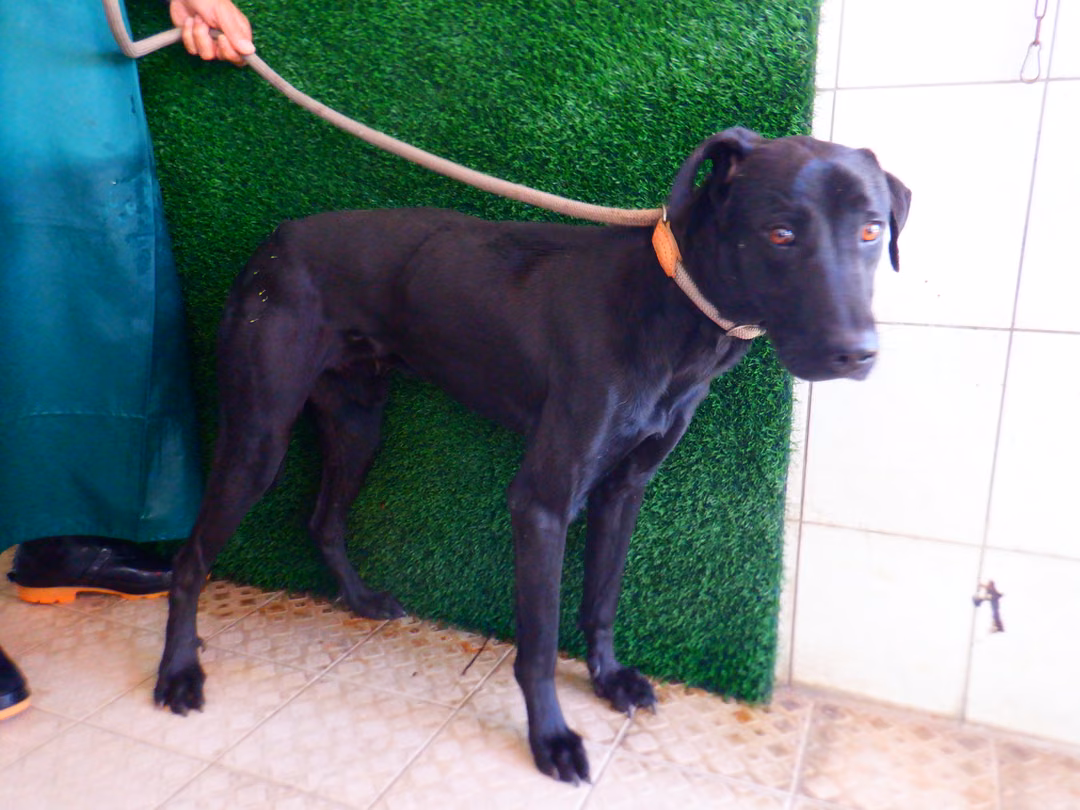 The dog, from the shelter's listing