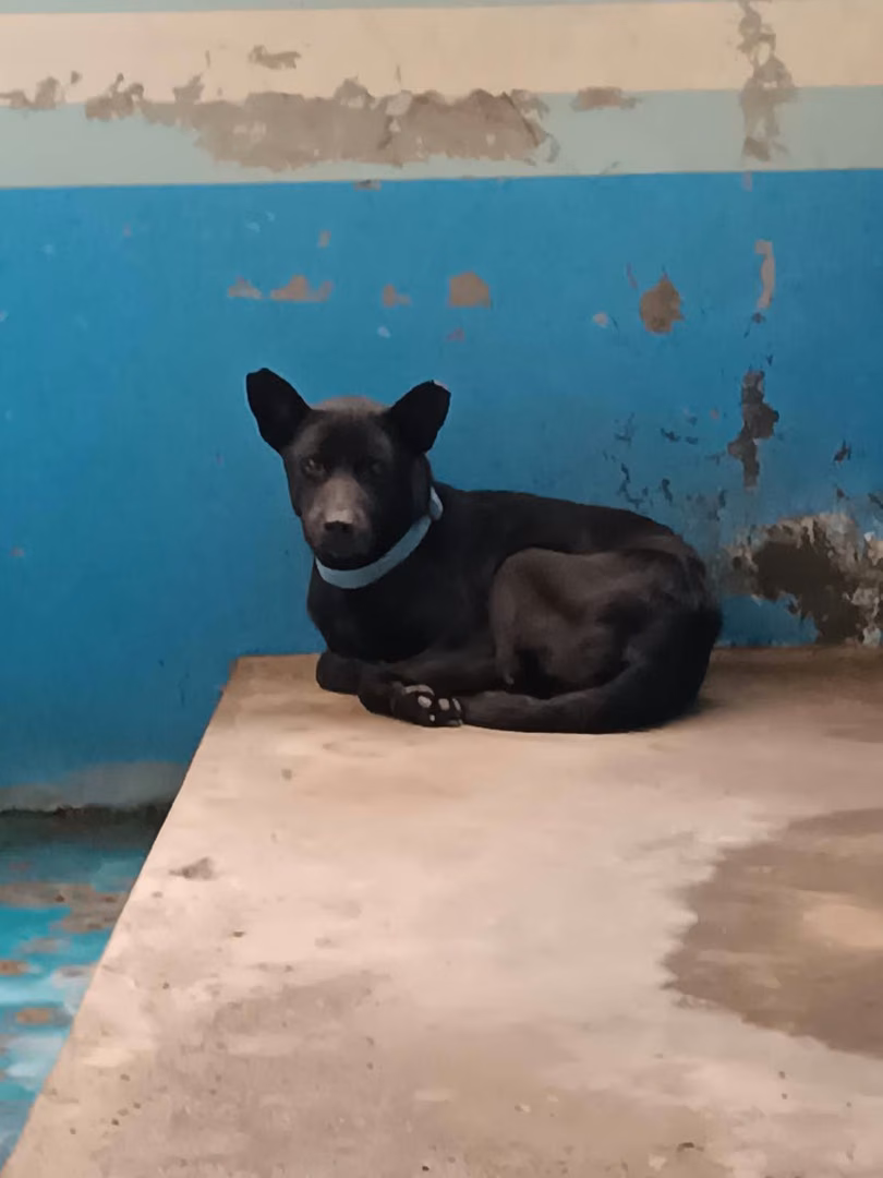 The dog, from the shelter's listing