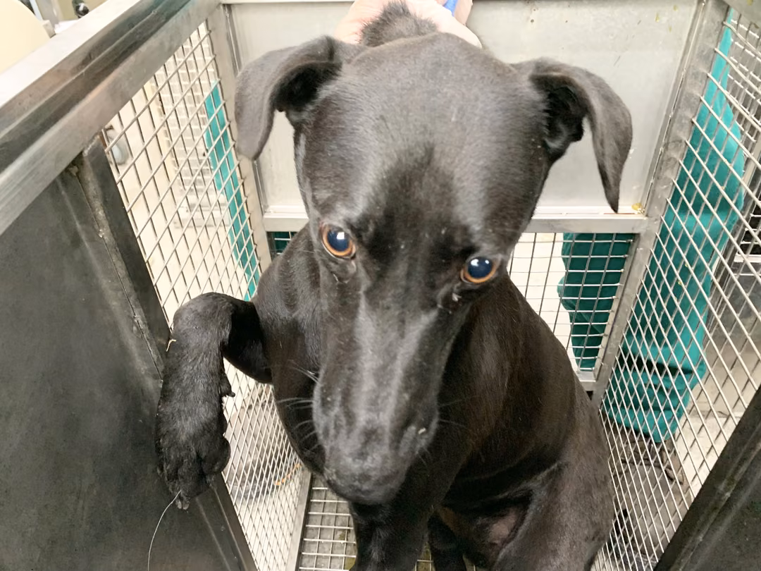The dog, from the shelter's listing