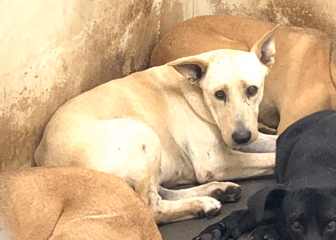The dog, from the shelter's listing