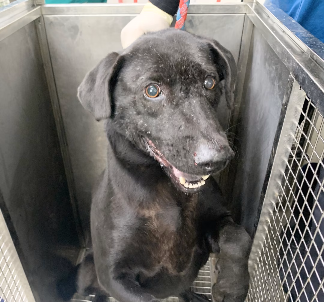 The dog, from the shelter's listing