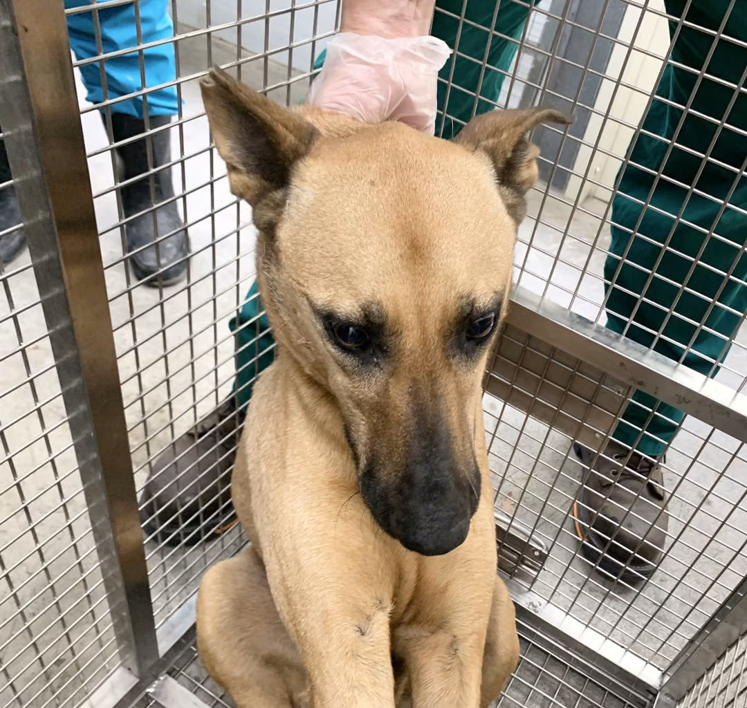The dog, from the shelter's listing