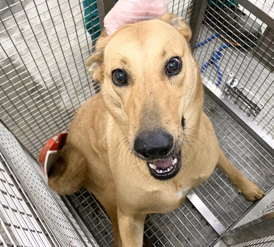 The dog, from the shelter's listing