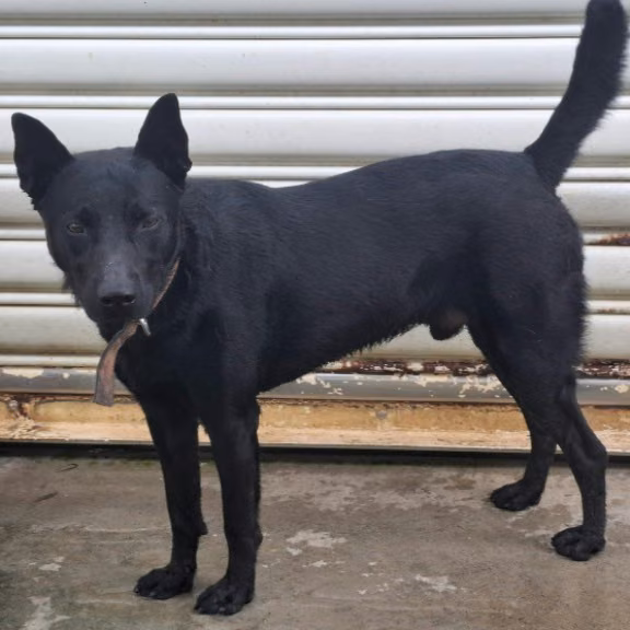 The dog, from the shelter's listing